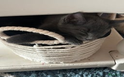 Mixed Breed cats for sale: 4 fluffy kittens  - Image 10