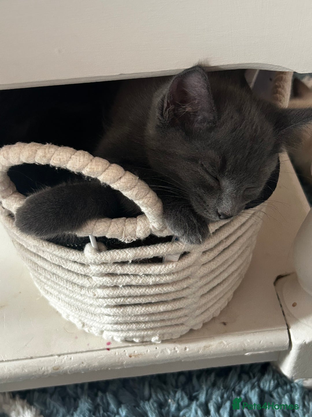Mixed Breed cats for sale: 4 fluffy kittens  - Image 10