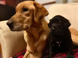 Labrador Retriever dogs Labrador x huntaway puppies ⭐️only 3 girls left⭐️ - Advert 12