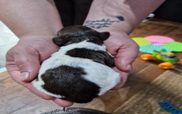 Sproodle dogs for sale: F1 Parti Sproodles 💥 REDUCED 💥 LAST TWO MALES 💥 in Kidderminster - Image 23