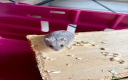Hamster rodents for sale: Female winter white dwarf hamsters - Image 17