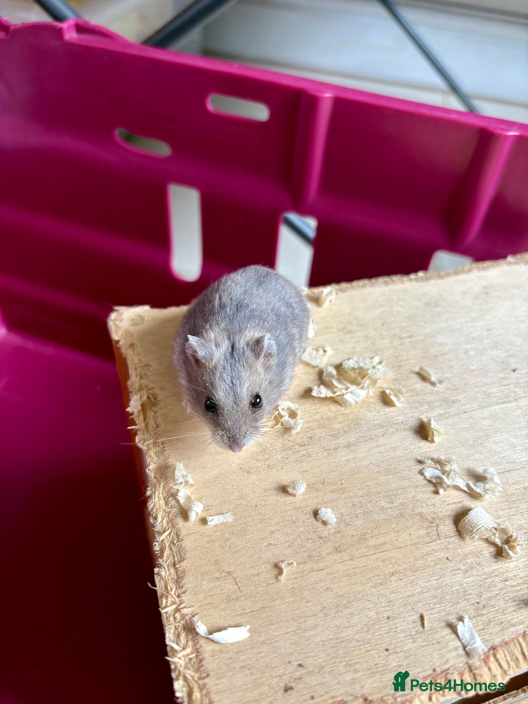 Hamster rodents for sale: Female winter white dwarf hamsters - Image 17