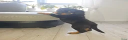 Rottweiler dogs for sale: KC Registered Rottweiler Puppies 4 Beautiful Males in Gainsborough - Advert 9