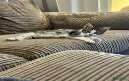 Domestic Shorthair cats for sale: Free to a good home - Advert 4