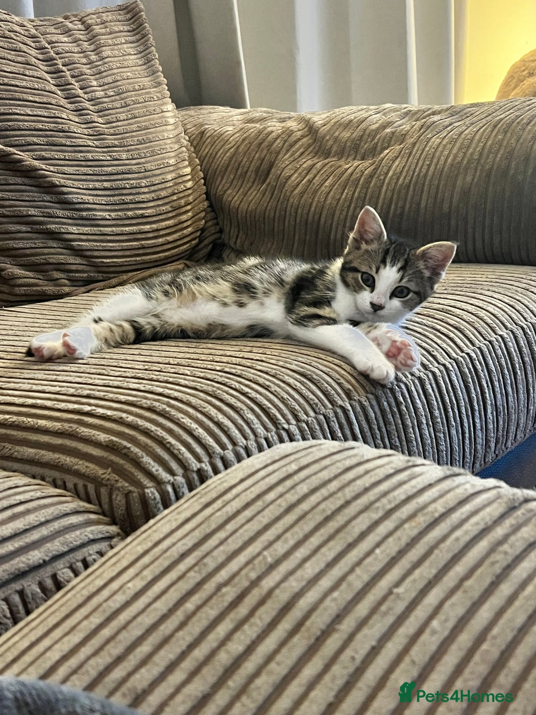 Domestic Shorthair cats for sale: Free to a good home - Advert 4