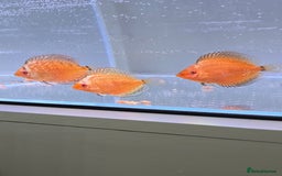 Discus fish for sale: Discus - Image 3