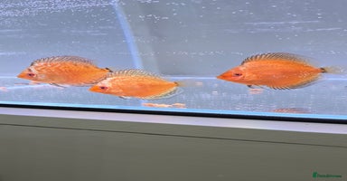 Discus fish - Advert 4
