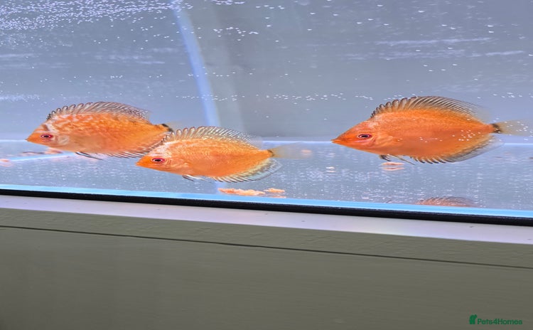 Discus fish - Advert 1