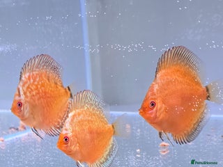 Discus fish - Advert 1