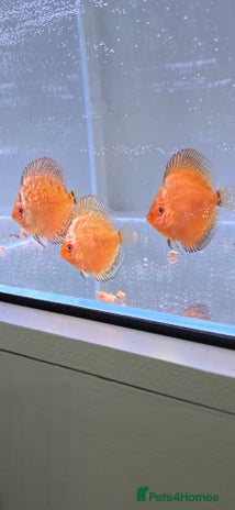 Discus fish - Advert 1