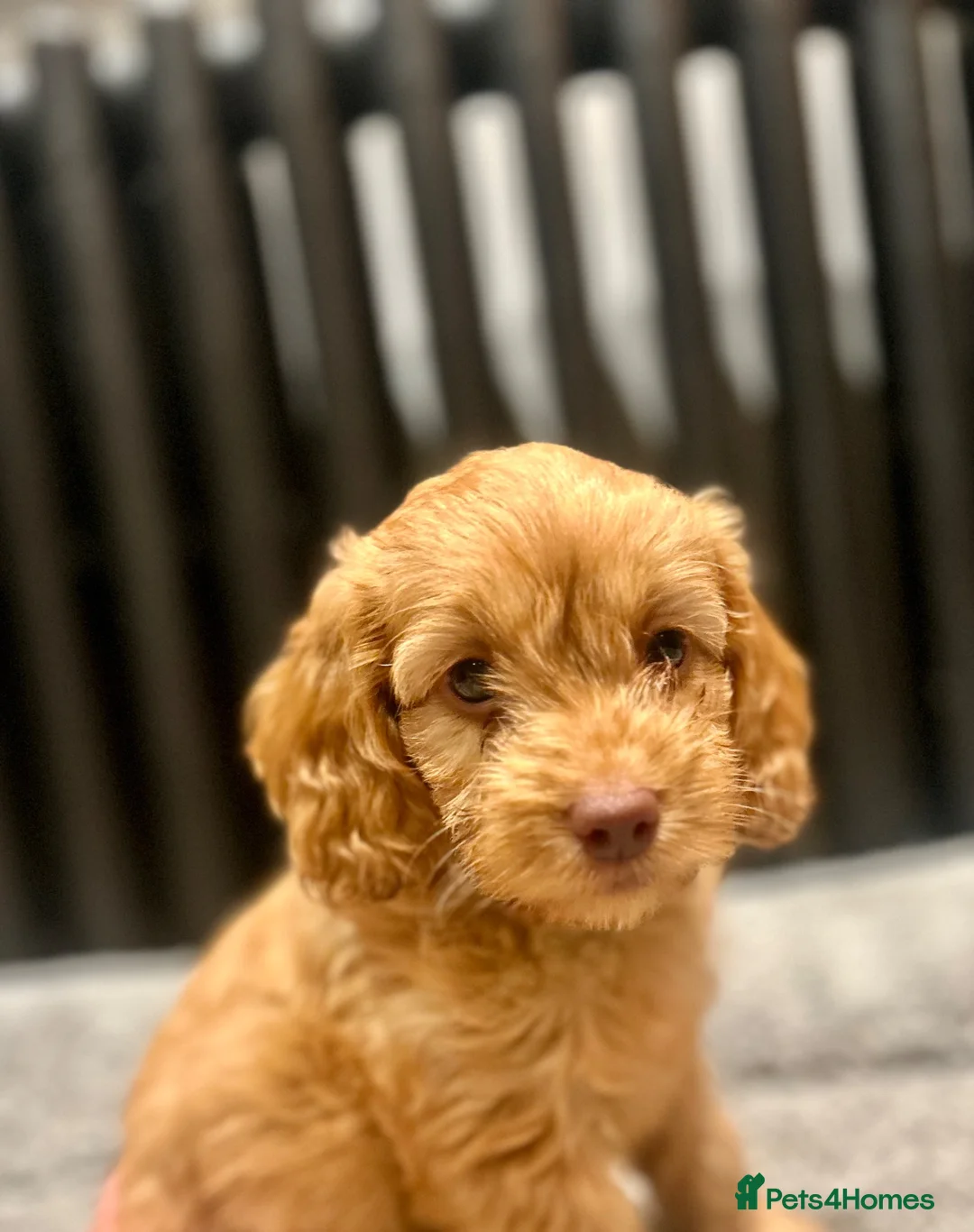 Cockapoo dogs for sale: Cockerpoo Puppies ready for their loving home  - Advert 11