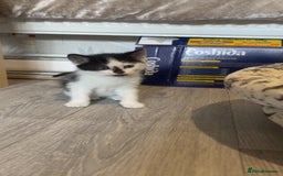 Mixed Breed cats for sale: 4 kittens for sale  - Image 3