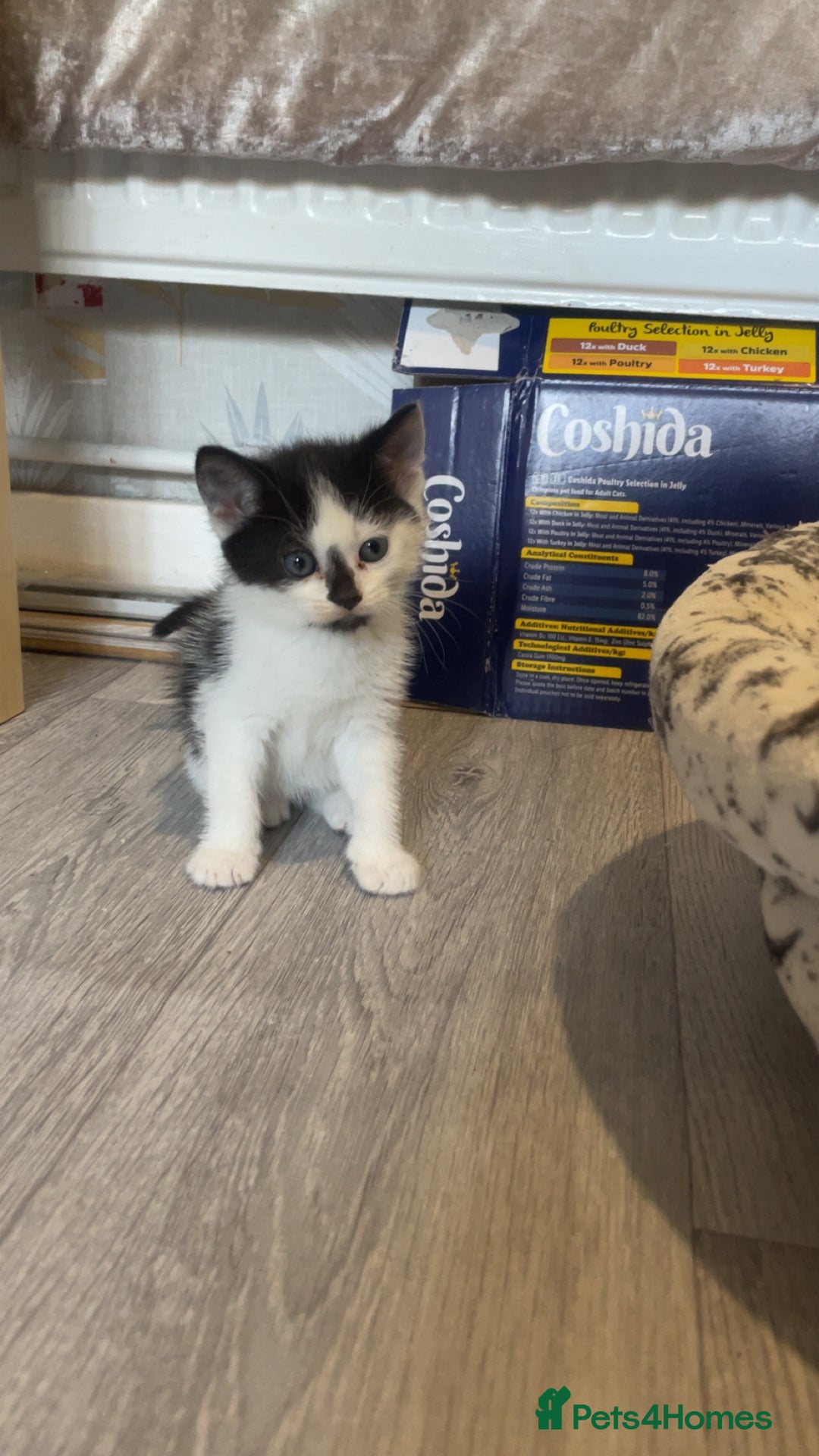 Mixed Breed cats for sale: 4 kittens for sale  - Image 3