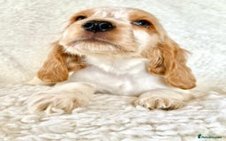 Cocker Spaniel dogs for sale: Golden Roan Full Health Tests Showline KC Reg Pups - Image 11