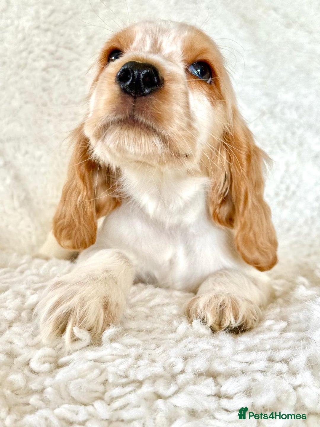 Cocker Spaniel dogs for sale: Golden Roan Full Health Tests Showline KC Reg Pups - Image 11