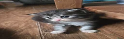 Maine Coon cats for sale: Maine Coon x Ragdoll - Advert 7