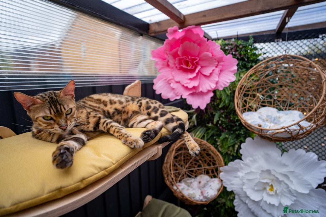 Bengal cats for sale: Stunning Bengal Girl- Top TICA pedigree- Ready NOW - Advert 35