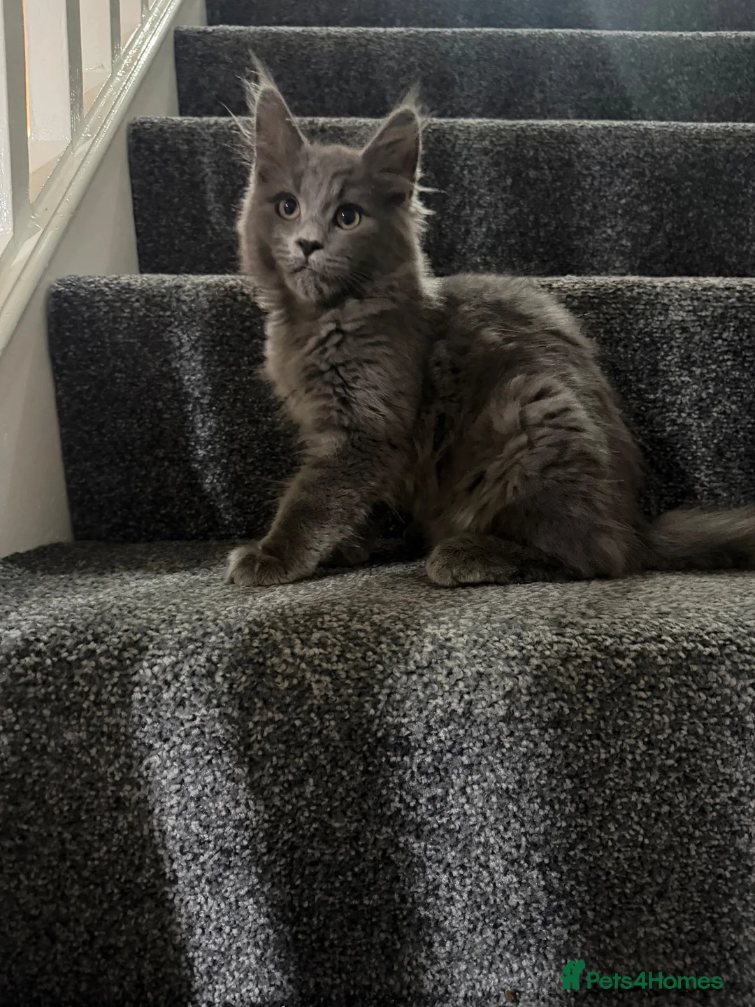 Maine Coon cats for sale: Maincoon kittens  - Advert 3