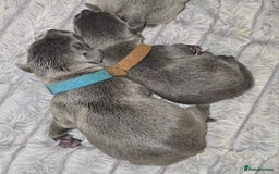 Staffordshire Bull Terrier dogs for sale: Staffordshire bull terrier  - Advert 32