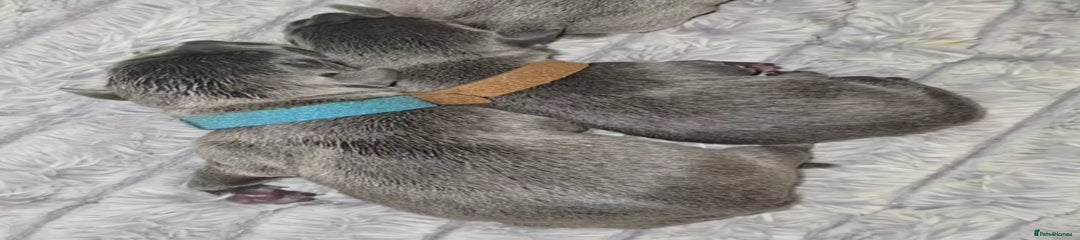 Staffordshire Bull Terrier Puppy 6