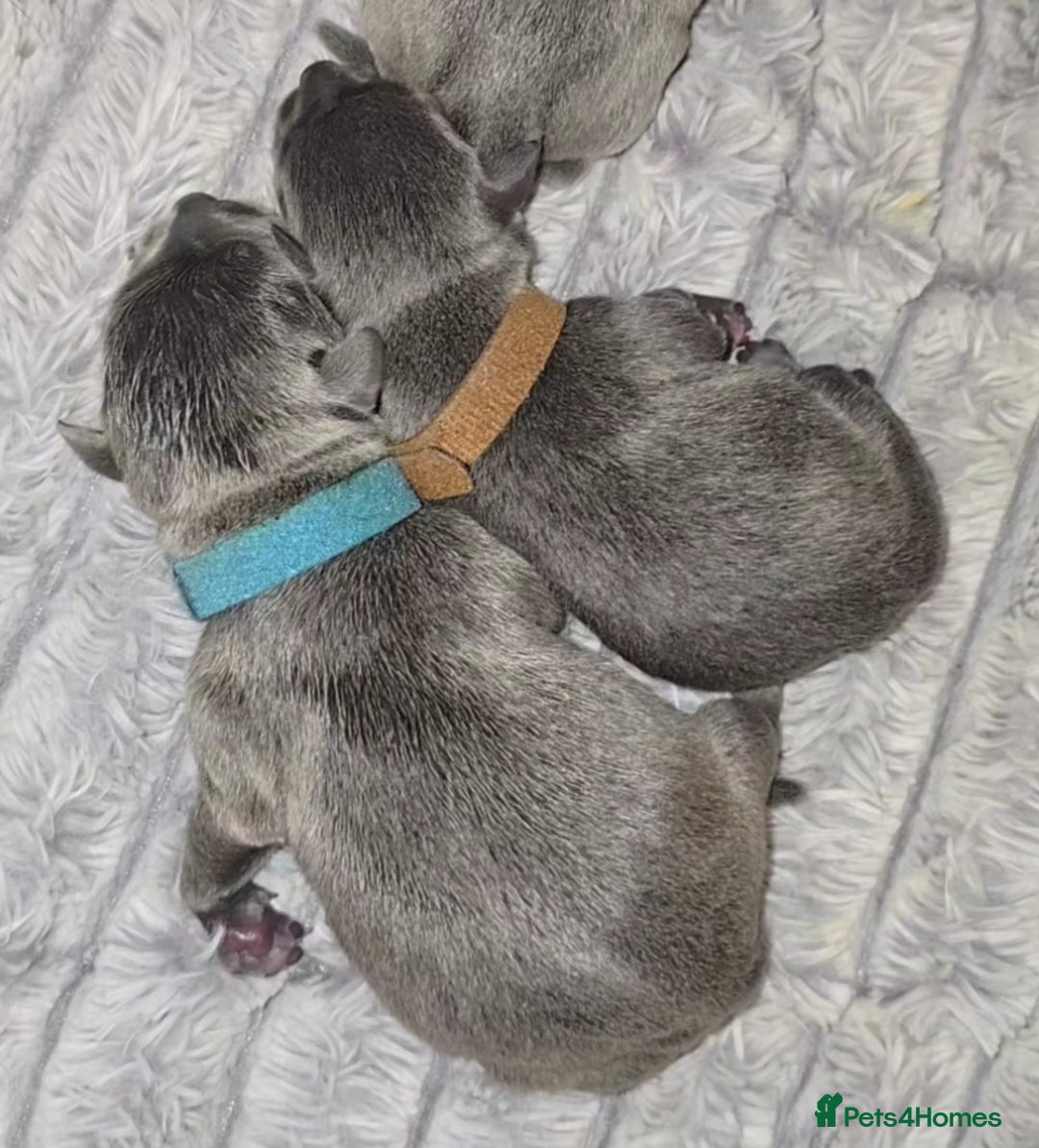 Staffordshire Bull Terrier dogs for sale: Staffordshire bull terrier  - Advert 32