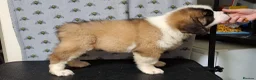 Saint Bernard dogs for sale: Show Quality Saint Bernard's  - Advert 25