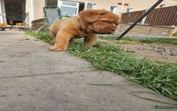 Dogue De Bordeaux dogs for sale: Dogue de bordeaux pups  - Image 13