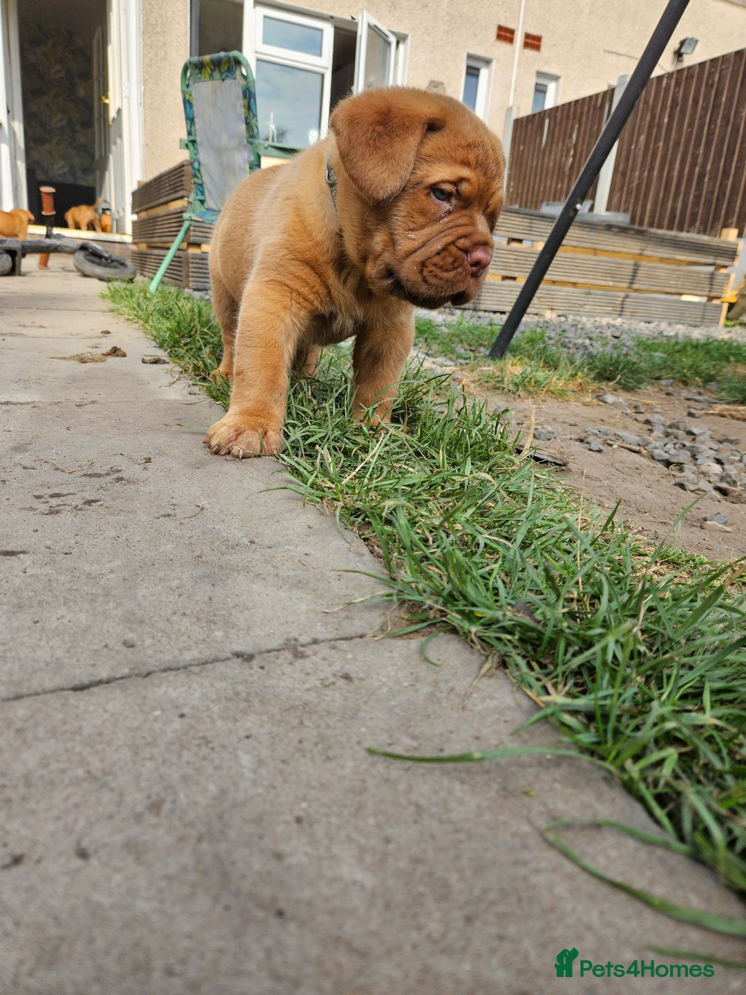 Dogue De Bordeaux dogs for sale: Dogue de bordeaux pups  - Image 13