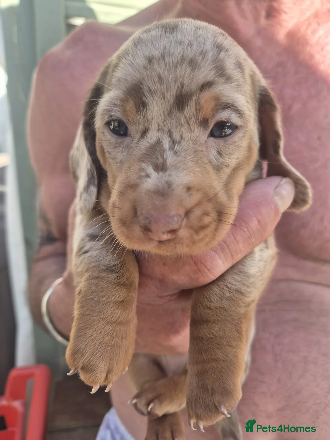 Miniature Dachshund dogs for sale: My most stunning mini-dachunds x - Advert 15