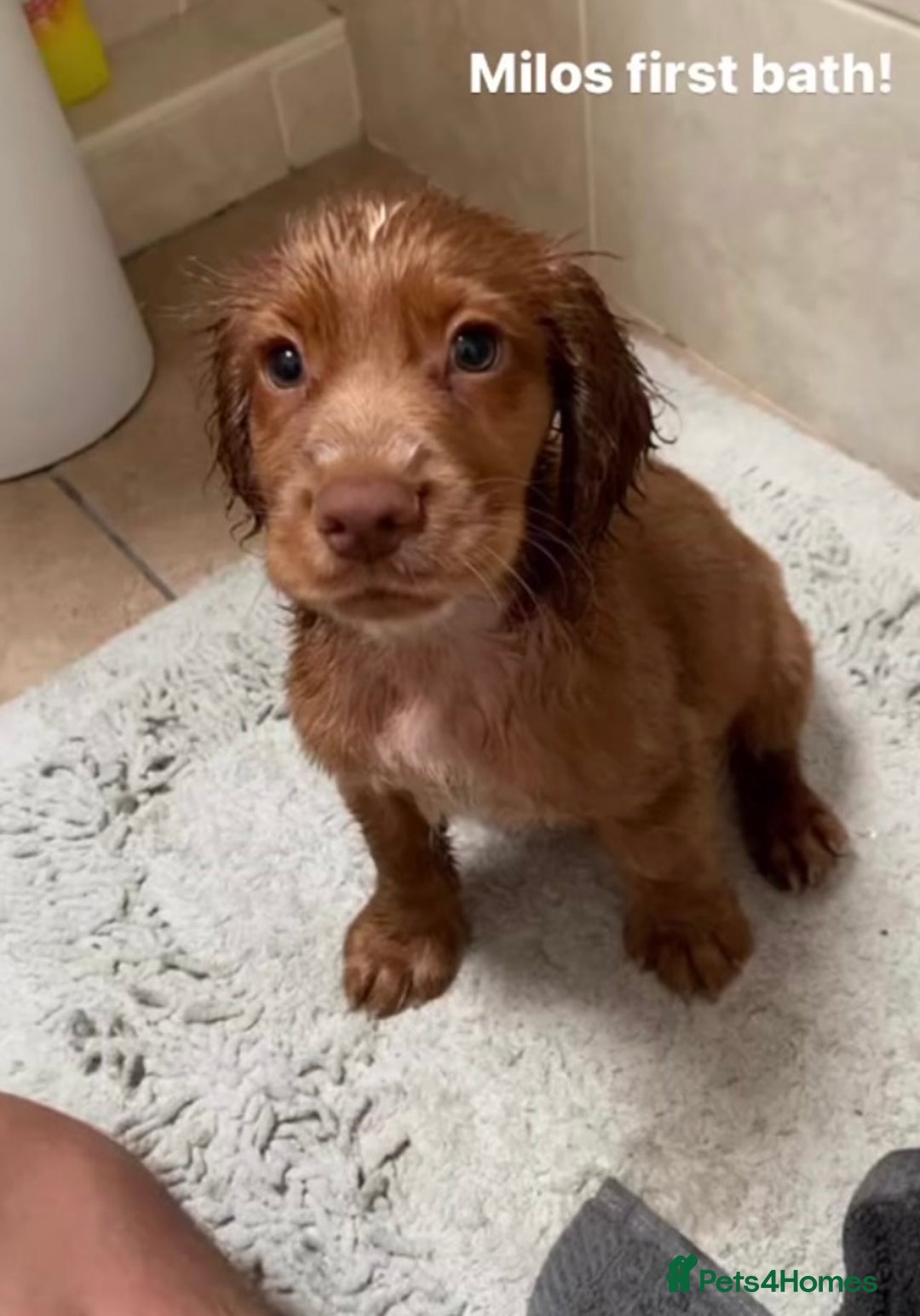 Cocker Spaniel dogs for stud: Working cocker for stud in Darlington - Image 10