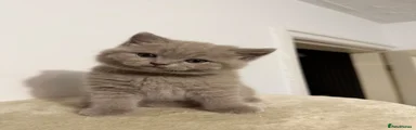 British Shorthair 3