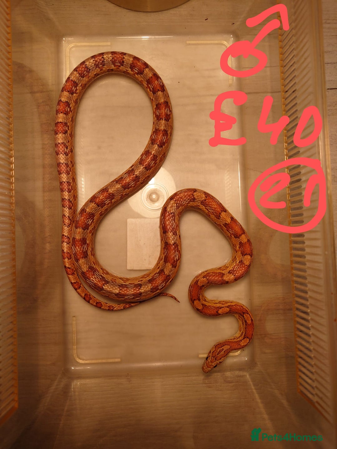 Snake reptiles for sale: My collection of corn snakes. - Advert 5