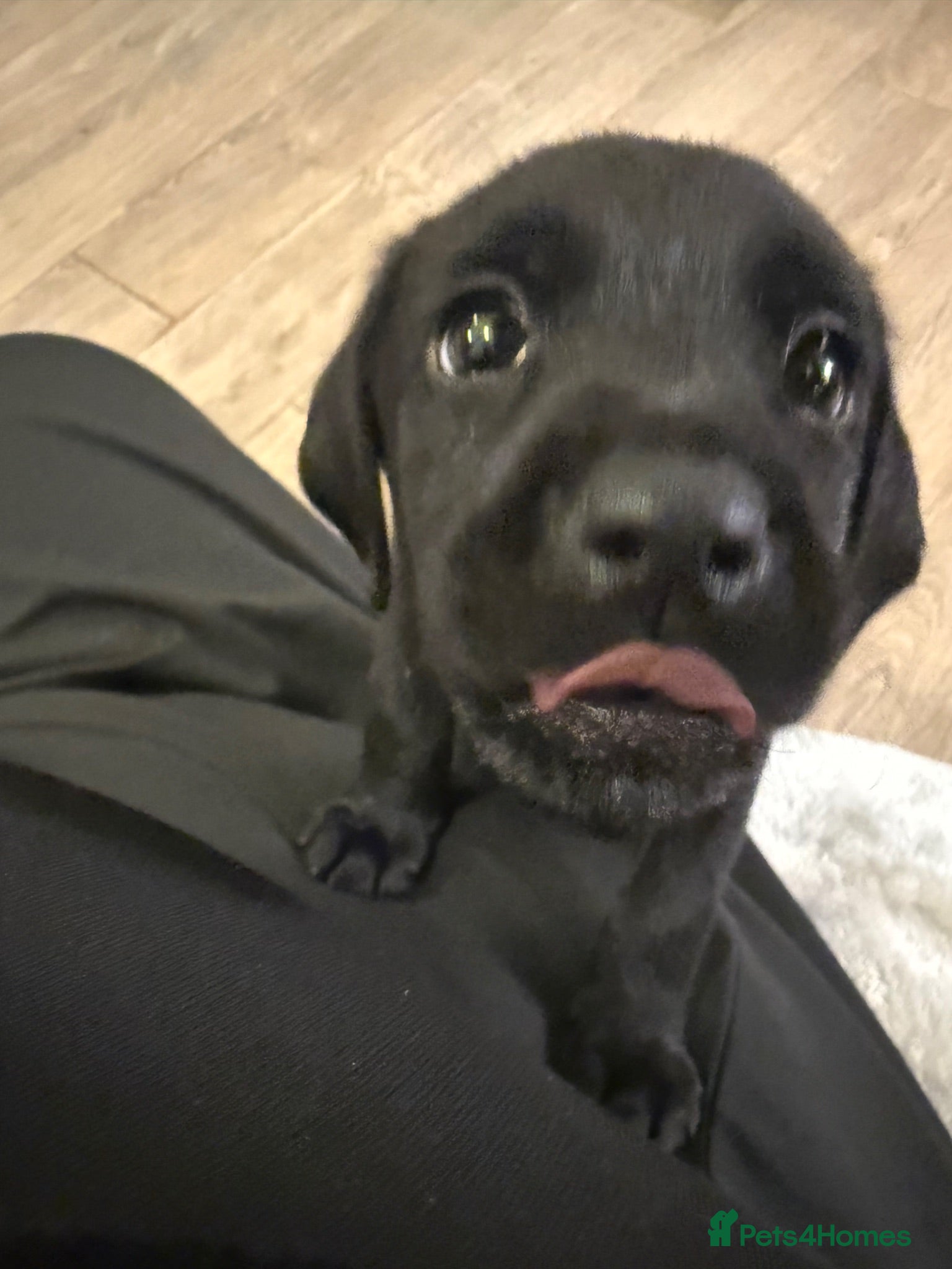 Labrador Retriever dogs     Family Raised Labrador x Boxerdor Puppies - Advert 2