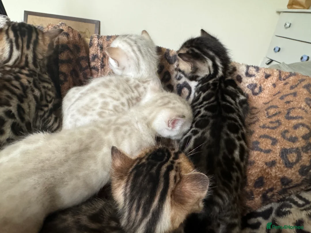 Bengal cats for sale: Stunning Bengals with European Champion father!  - Advert 10