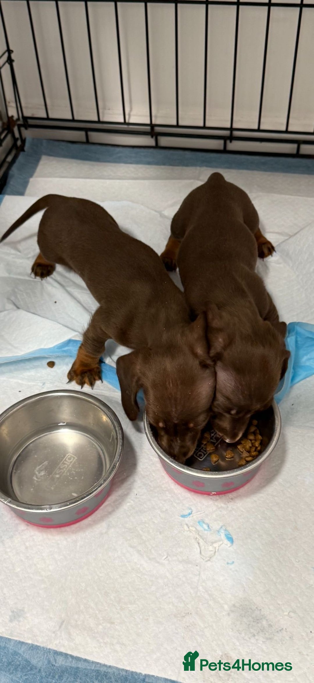 Miniature Dachshund dogs for sale: Miniature dachshunds. - Advert 2