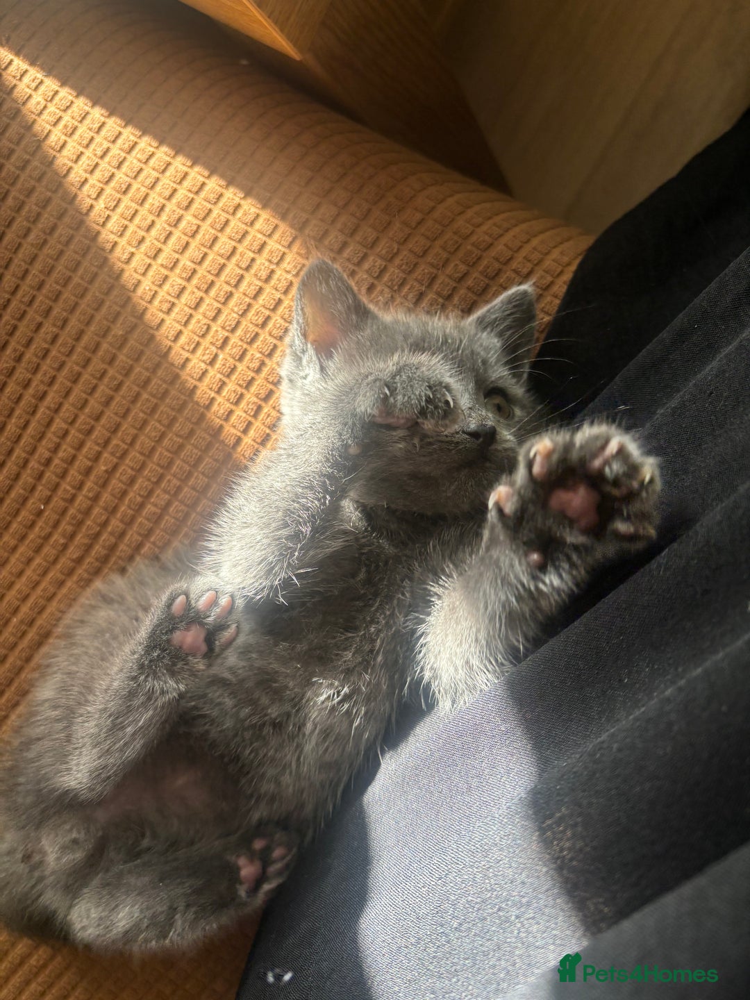 Brazilian Shorthair cats for sale: British short hair x Russian blue  kitten  - Advert 4