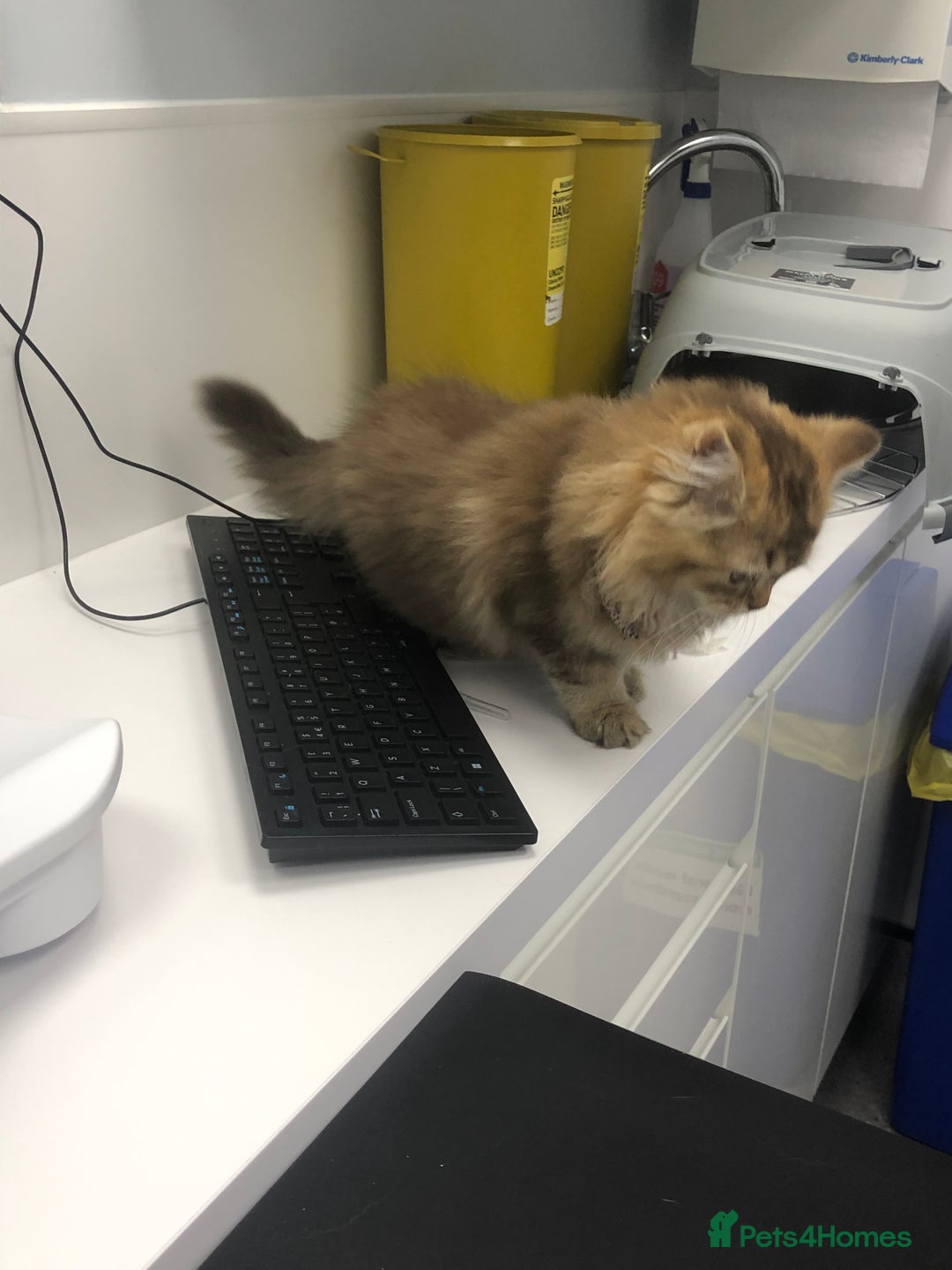 British Longhair cats for sale: British longhair kitten  - Image 3