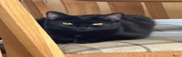Bombay cats for sale: Beautiful Bombay x BSH Tuxedo Kittens in Bury - Advert 13