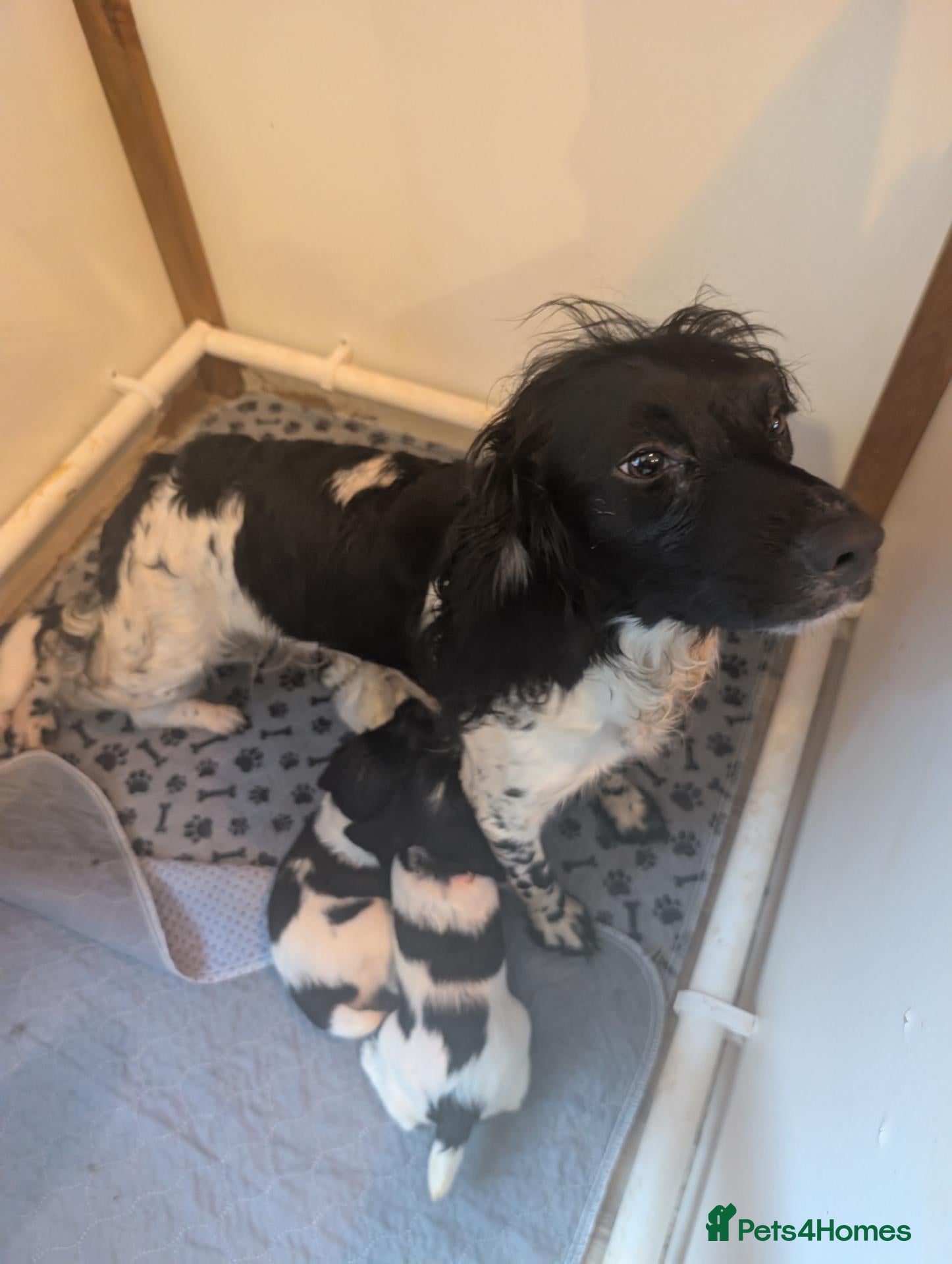 English Springer Spaniel dogs KC registered English Springer spaniels - Advert 1