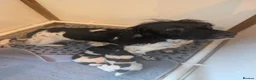 English Springer Spaniel dogs for sale: KC registered English Springer spaniels - Advert 1