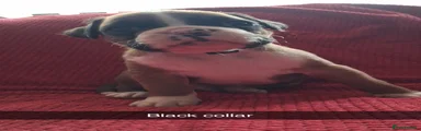Boxer Puppy 4