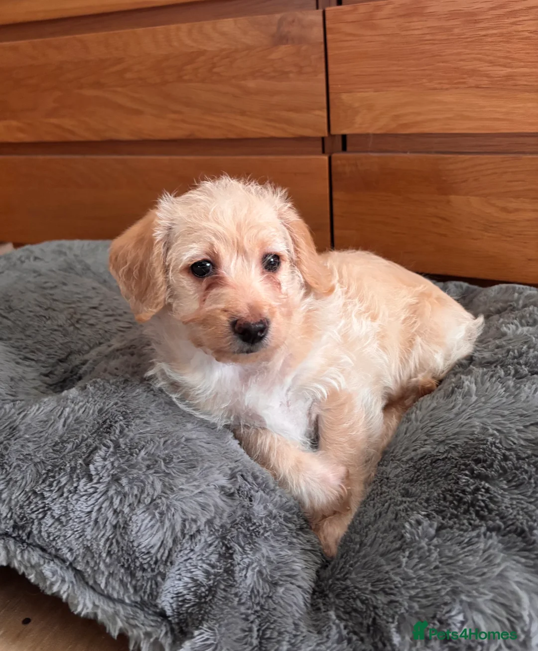 Mixed Breed dogs for sale: Puppy girl  - Advert 6