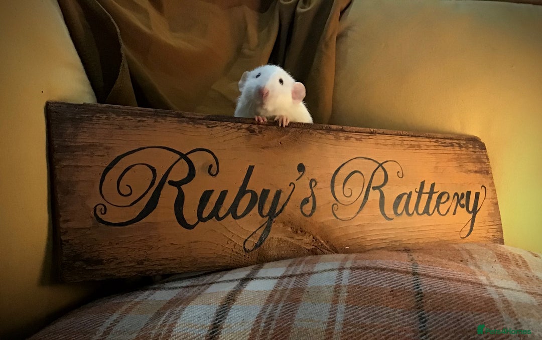 Rat rodents for sale: Adorable Dumbo Baby Rats ❤️ - Image 40