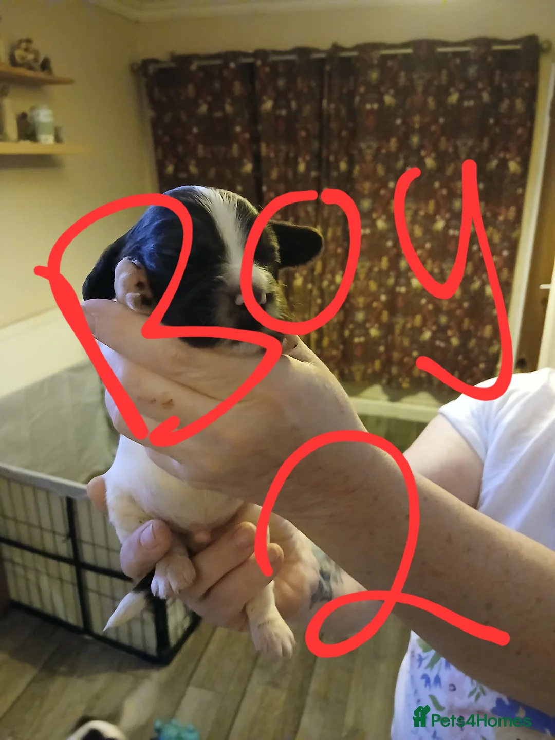 English Springer Spaniel dogs for sale: Springer spaniel  - Advert 13