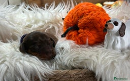 Miniature Dachshund dogs for sale: Beautiful Chocolate & Tan miniature dachshunds  - Image 6