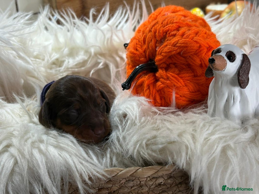 Miniature Dachshund dogs for sale: Beautiful Chocolate & Tan miniature dachshunds  - Image 6