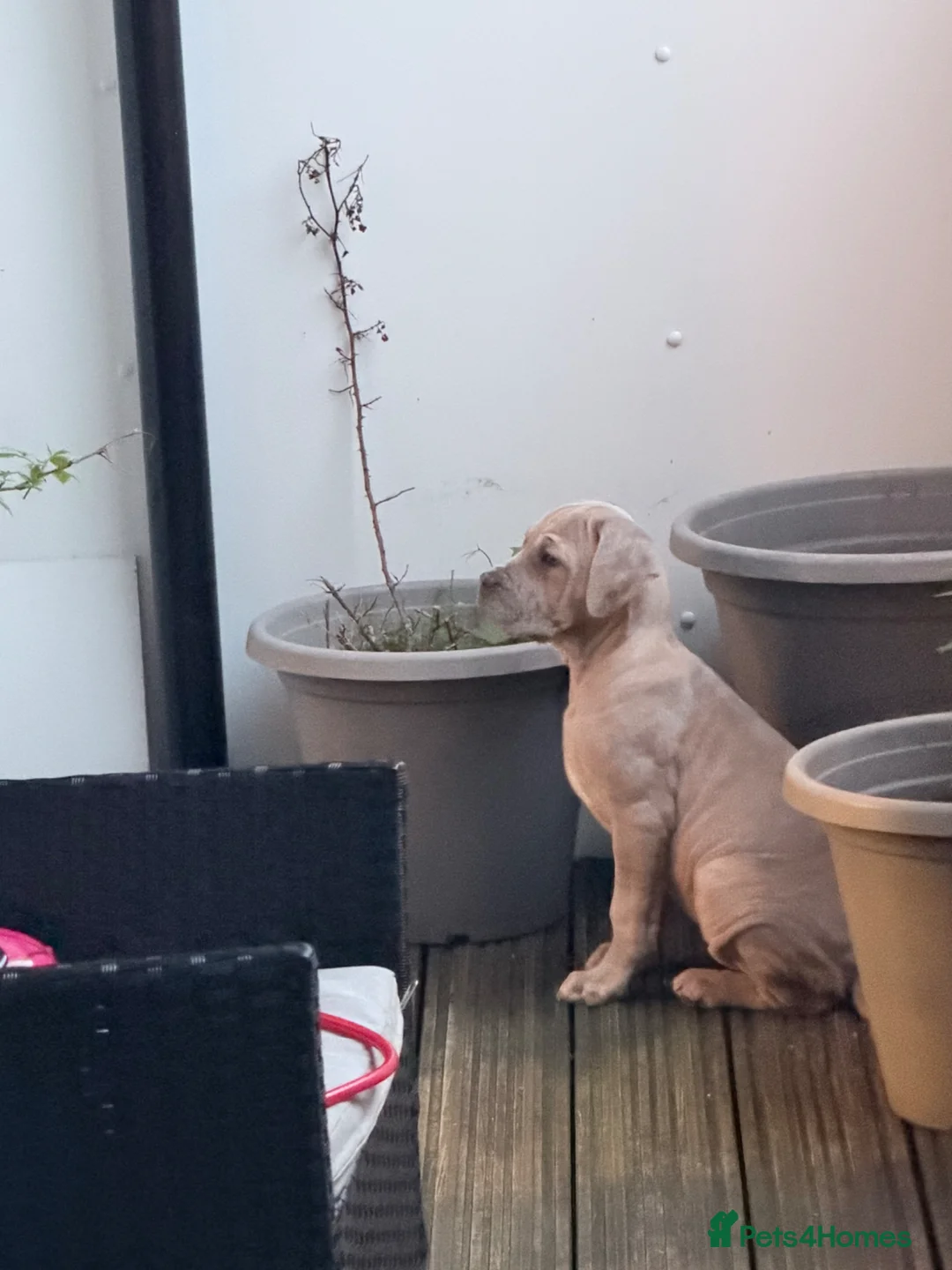 Mixed Breed dogs for sale: Cane corso cross Neapolitan  - Advert 1