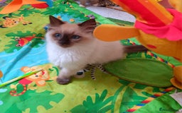 Ragdoll cats for sale: Pedigree Ragdoll kittens for sale - Image 6