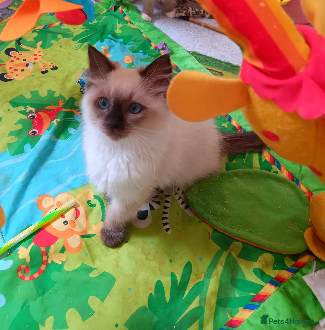 Ragdoll cats for sale: Pedigree Ragdoll kittens for sale - Image 6