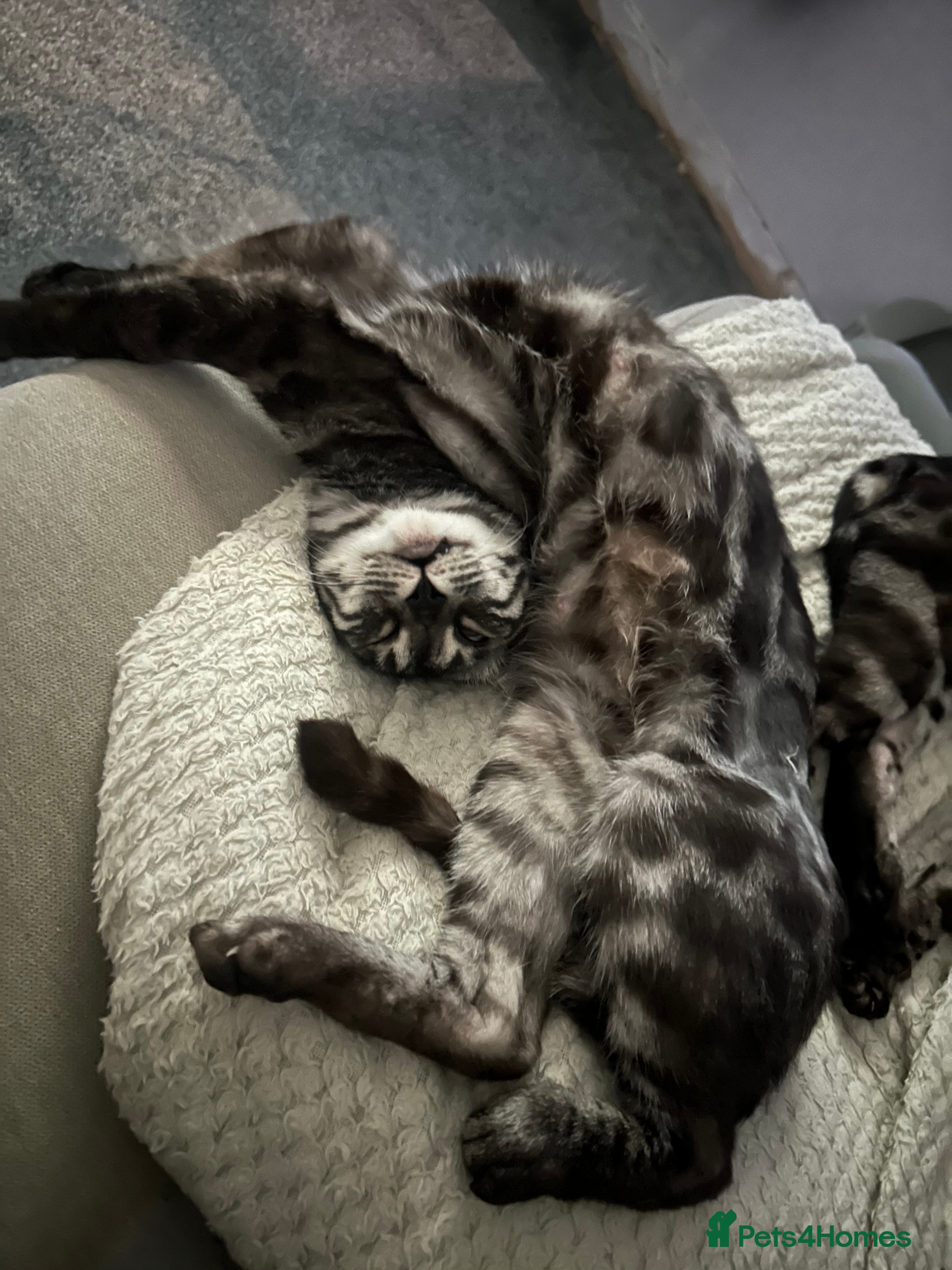 Bengal cats Retired breeding adults req. purrever pet homes 🐆 - Advert 2